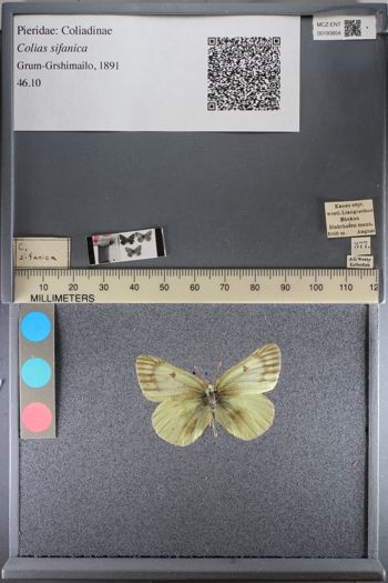Media type: image;   Entomology 193854